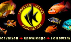 American Cichlid Association